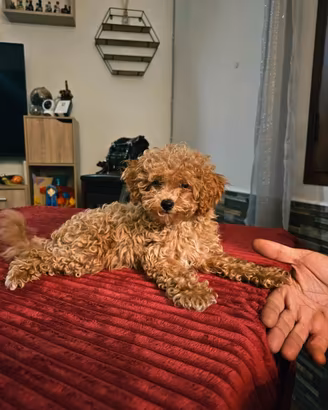 cuccioli di Barboncino