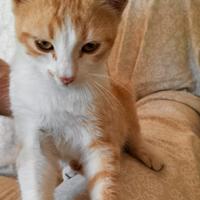 Gatto in adozione