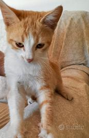 Gatto in adozione