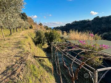 Terreno Uliveto/frutteto/seminativo
