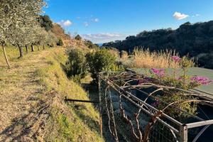 Terreno Uliveto/frutteto/seminativo