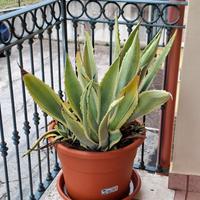 Piante di aloe vera grandi in vaso