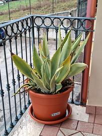 Piante di aloe vera grandi in vaso