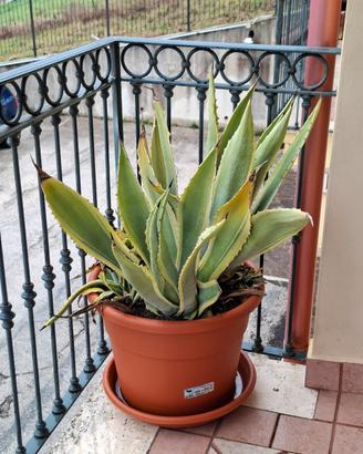 Piante di aloe vera grandi in vaso