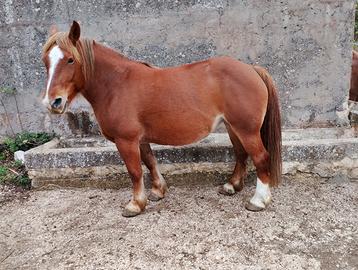 Cavalla tpr