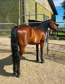 Cavallo Quarter Horse