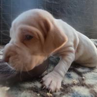 Bracco pointer tartufo