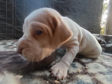 Bracco pointer tartufo