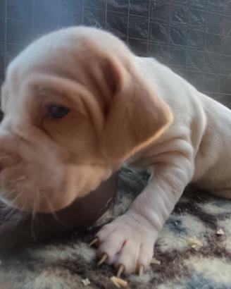 Bracco pointer tartufo