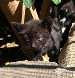 Gattino incrocio siamese