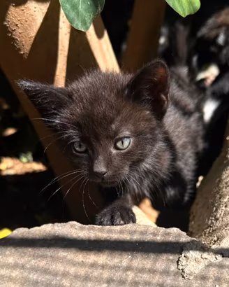 Gattino incrocio siamese
