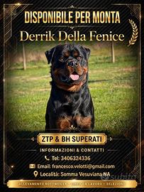 Stallone rotweiller disponibile per monte