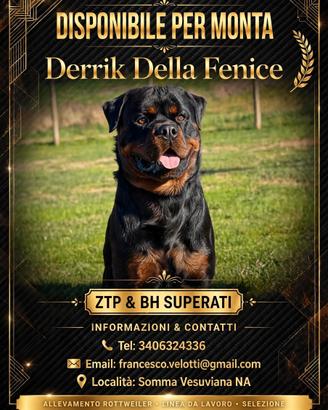 Stallone rotweiller disponibile per monte