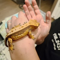 Geco cialiatus + teca