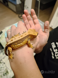 Geco cialiatus + teca