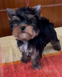 Yorkshire terrier femmina pronta