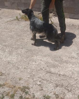 Setter maschi
