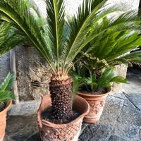 Cicas cycas