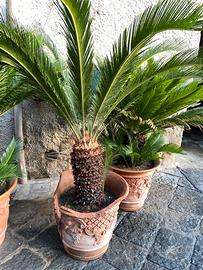 Cicas cycas
