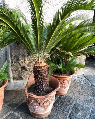 Cicas cycas