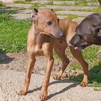 Cuccioli piccolo levriero italiano