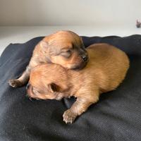 Volpini di Pomerania