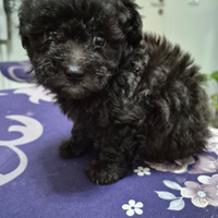 Barboncino silver senza pedigree