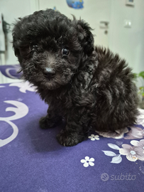 Barboncino silver senza pedigree