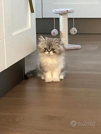 Gattino persiano