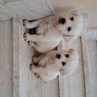 Labrador border colli