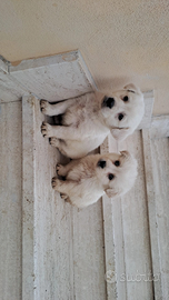 Labrador border colli