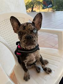 Bulldog francese