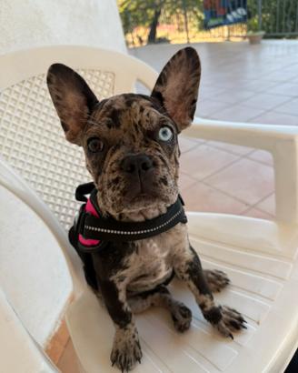 Bulldog francese