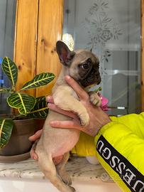Bulldog francese