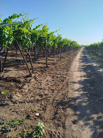 Terreno 2 ettari Zona Crocifisso