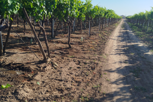 Terreno 2 ettari Zona Crocifisso