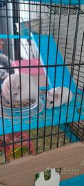 Cuccioli di criceto