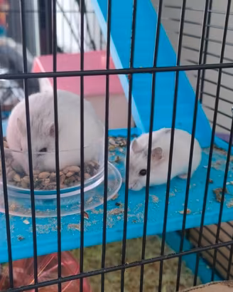 Cuccioli di criceto