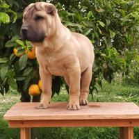 Cucciolo di Shar Pei