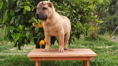 Cucciolo di Shar Pei