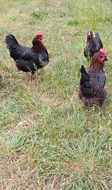Gallina