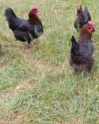 Gallina