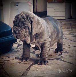 Mastino Napoletano