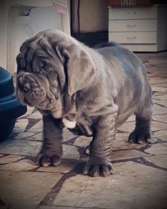 Mastino Napoletano