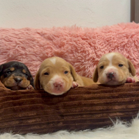 Cuccioli bassotto pelo corto