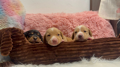 Cuccioli bassotto pelo corto