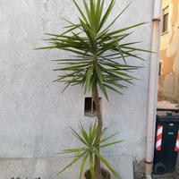 Pianta da appartamento YUCCA  altezza 2,55mt!