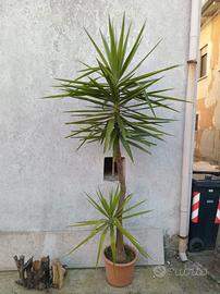 Pianta da appartamento YUCCA  altezza 2,55mt!