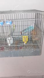 Cocoriti per riproduzione