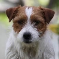 Jack Russell terrier giovani adulti